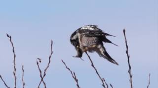 Hunt of the Hawk Owl [upl. by Attennaj429]