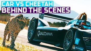 Drag Race Formula E Car vs Cheetah Wildlife vs Car Documentary [upl. by Ellehcar]