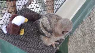 9 Week Old Owlet Alarm Calls [upl. by Navets]