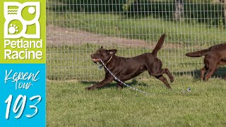 Petland Racine Kennel Tour 193 [upl. by Porcia599]