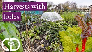 Small garden 103kg harvests in 2023 despite snails and and ideas for next year  Charles Dowding [upl. by Elinet]