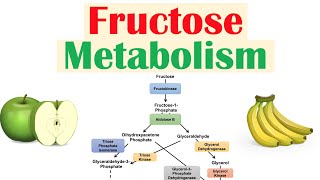 Fructose Metabolism Absorption Fructolysis Regulation and Role in Obesity [upl. by Ahseyt220]