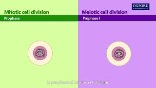 Animation 114 Comparing mitotic and meiotic cell divisions [upl. by Nivram]