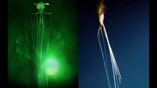 Magnapinna Squids  NEW HD Footage  Deepsea Oddities [upl. by Adanar]