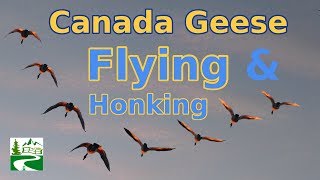 Canada geese flying and honking loud sounds [upl. by Gessner391]