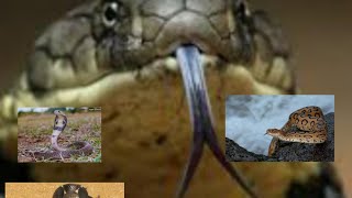 Top 4 Venomous Snakes in India3 Neurotoxic and One Hemotoxic [upl. by Ozan371]