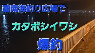 【碧南海釣り広場】カタボシイワシ爆釣🎵2024310 [upl. by Adok608]