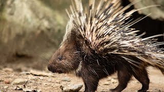 Natures Armor The Fascinating World of Porcupines Unveiled 4K [upl. by Brieta]