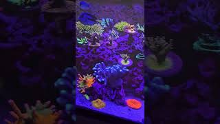 Crazy Growth  Reef Tank Update 👍👍 [upl. by Ahsael]