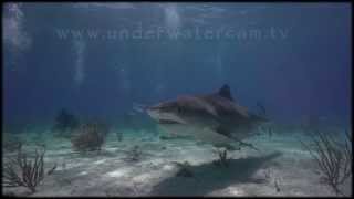 Shark TV  quotSlow Tigerquot the predator in super slow motion at Tiger Beach with Erich Ritter [upl. by Yun]