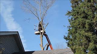 GARDEN VIDEO  Cutting Down Dead Ash Trees From Our Garden  One Tree at a Time September 2024 [upl. by Ultun]