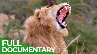 Serengeti  The Greatest Animal Migration in the World  Free Documentary Nature [upl. by Aldredge400]