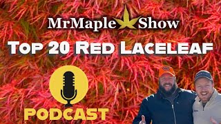 Top 20 Red Laceleaf Japanese Maples  MrMaple Show Podcast [upl. by Frasier]