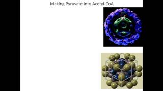 Lecture 13B  Conversion of Pyruvate to AcetylCoA by PDC [upl. by March]