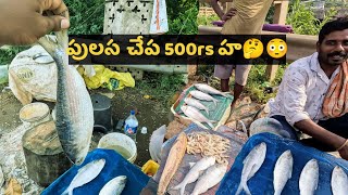 రావులపాలెం పులస చేపల మార్కెట్😉  ravulapalem pulasa  ravulapalem fish market  pulasa [upl. by Kym530]