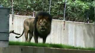 Luke the Lion Roaring at the DC ZOO [upl. by Emmeline]