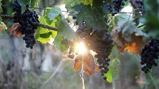 Merlot 4K with codec isom isomiso2avc1mp41 [upl. by Apur370]