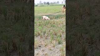 HUNTING QUAIL BEST ENGLISH POINTER DOG … NETING QUAIL IN PAKISTAN 2024 shorts [upl. by Vivienne527]