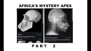 Episode 55 Africas Mystery Apes PART 2 [upl. by Nysilla]