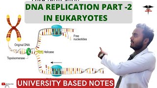 DNA replication  part2  In Eukaryotes  Inhibitors of DNA replication [upl. by Noet]