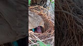 Babbler Chicks Nesting BabblerBird BirdNesting [upl. by Lainad]