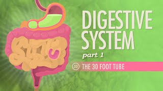 Digestive System Part 1 Crash Course Anatomy amp Physiology 33 [upl. by Dewees]