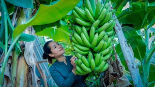 Harvest banana to make banana dessert in my village [upl. by Attelahs]