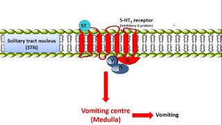 Metoclopramide Mechanism of action [upl. by Domingo309]