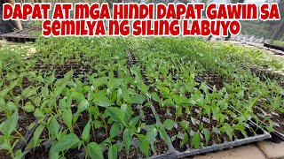 Paano Maisawan ang pagkamatay ng mga binhi sa Seedling Tray at sa Pagtanim [upl. by Adnilemreh]