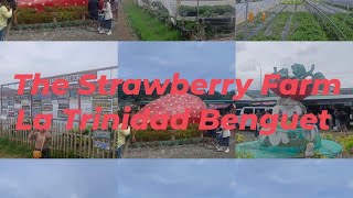 The Strawberry Farm La trinidad Benguet travelvlog benguet philippines trending [upl. by Ddarb]