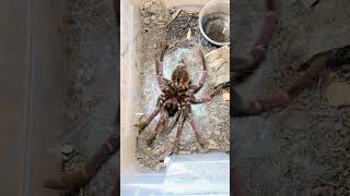 Purple tarantula spider shedding Pamphobeteus insignis [upl. by Nerw176]