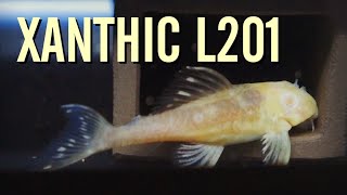 My SUPER RARE Xanthic L201 Snowball Plecos [upl. by Strohbehn]