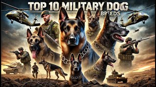 Top 10 Dog Breeds Used by the Military [upl. by Anen]