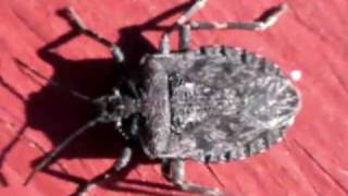 Predatory Stinkbug of Colorado Ƣݔҩᾫ٨ӷ quaoar [upl. by Ahsitneuq]