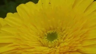 Dacnusa sibirica and Diglyphus isaea on Yellow Gerbera jamesonii [upl. by Assiralc682]