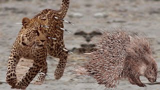 porcupine  life of porcupine  history of porcupine [upl. by Roseann533]