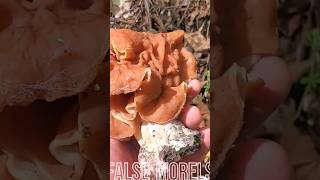 False Morel Mushrooms [upl. by Crawford366]