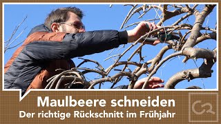 Maulbeerbaum schneiden  Der richtige Schnitt im Frühjahr [upl. by Vander]