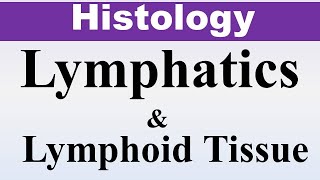 Chp9a Histology Inder Bir Singh  Lymphatics amp Lymphoid Tissue  Dr Asif Lectures [upl. by Sindee]