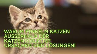 Warum pinkeln Katzen außerhalb der Katzentoilette Ursachen und Lösungen [upl. by Ativoj]