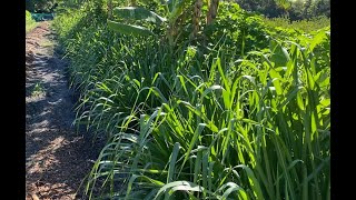 Mombasa Grass Propagating and Planting AGROFORESTRY SUPPORT SPECIES [upl. by Rednasela391]