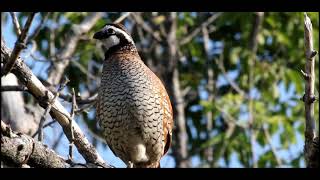 Bobwhite compilation [upl. by Apps429]