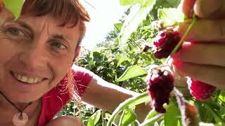 How to prune berry canes with confidence untangling amp identifying old and new growth tip pruning [upl. by Gracye]