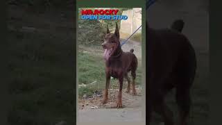 DKBROTHERPETPOINT DOBERMAN OPEN FOR STUD MRROCKY ONLY FEES DEAL LOCATION BATHINDA 6284127190 [upl. by Schulein]