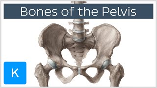 Bones of the Pelvis  Human Anatomy  Kenhub [upl. by Nosnehpets]