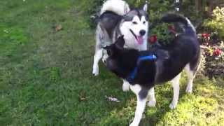 My Siberian Husky VS Alaskan Malamute [upl. by Lavern]