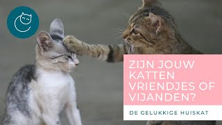 HOE KUN JE ZIEN OF JE KATTEN VRIENDJES ZIJN  De gelukkige huiskat  kattengedrag [upl. by Limbert]