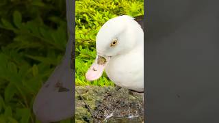 Radjah Shelduck  Bird Paradise Singapore [upl. by Honor]