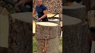 Strong hornbeam tree woodworking firewood [upl. by Sivatco]