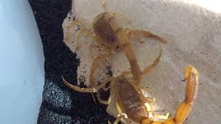 Egyptian Deathstalker Scorpion Mating w Spermatophore 22 Sloan Iowa [upl. by Filberto]